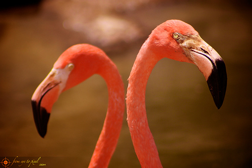 Flamingo Couple