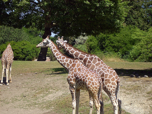 Giraffe Couple