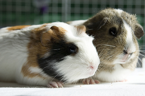 Guinea Couple