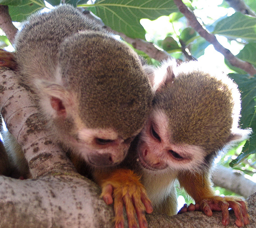 Monkey Couple