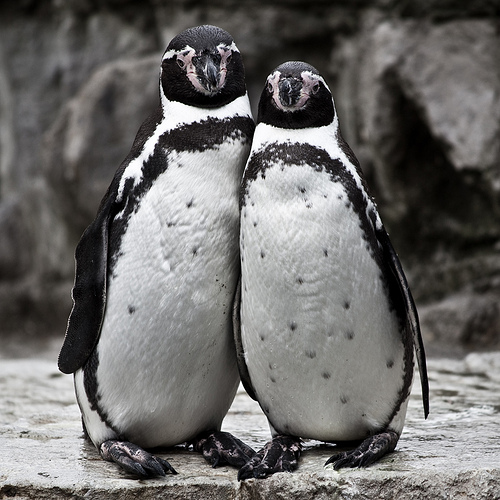 Animal Couples