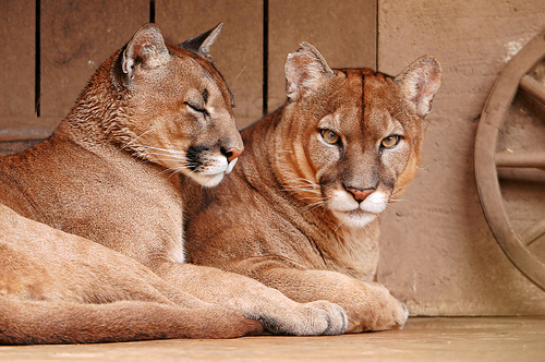 Adult puma dating-site