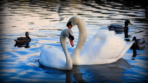 Swan Couple