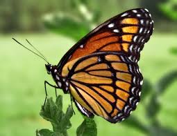 Pietermaritzburg - butterflies