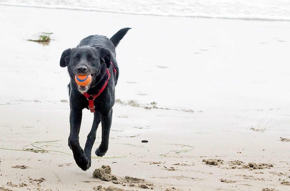 Leo Carrillo Dog Beach