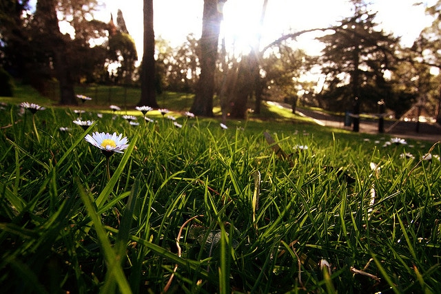 Royal Botanical Gardens_Melbourne