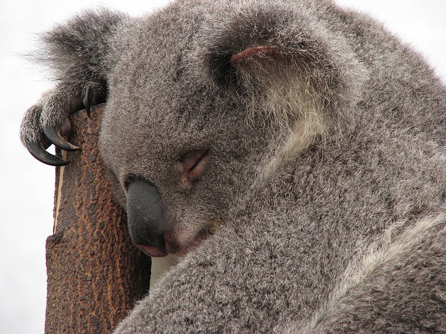 Lone Pine Koala Sanctuary_Brisbane