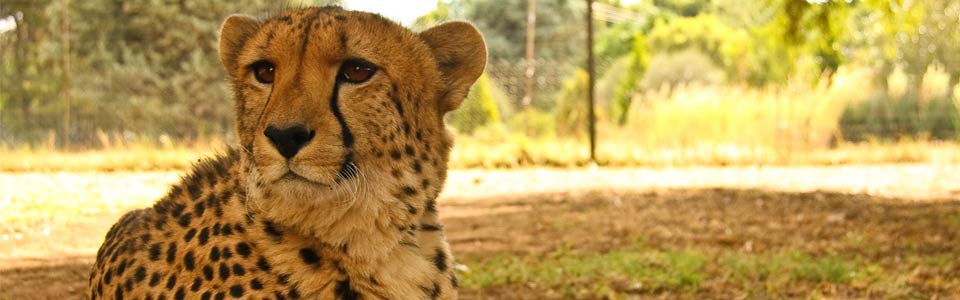 Bloemfontein - Cheetah Park