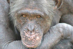 Nelspruit - Chimp Sanctuary