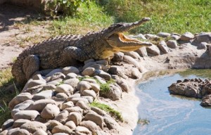 Polokwane - croc park