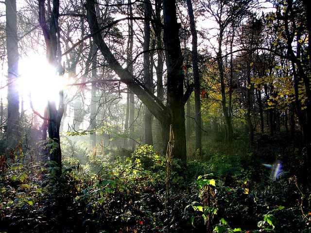 Pollok Country Park