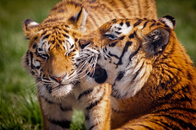 Blackpool Zoo_Blackpool