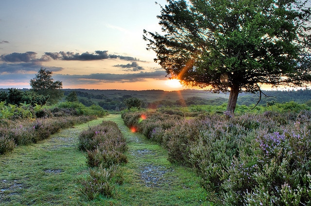 New Forest_Bike Ride_Southampton