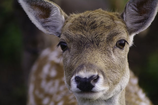 Deer Centre_Fife