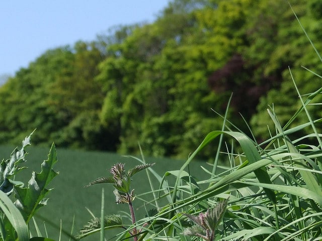 Treausre Trail_Fife