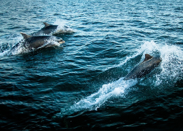 Dolphins_Inverness