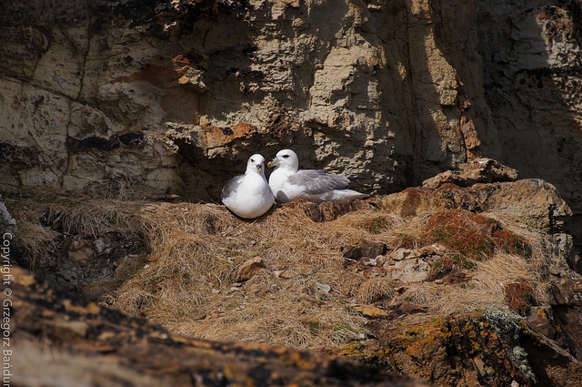 Gulls