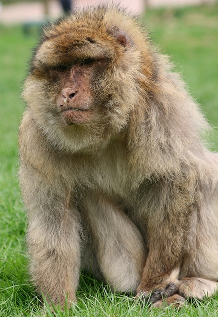 Macaque