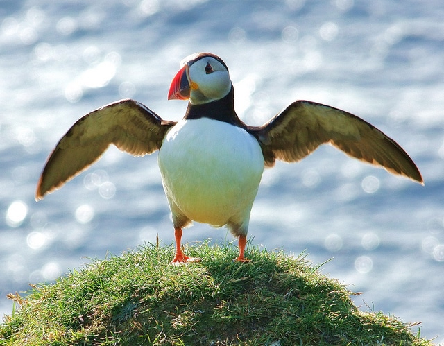 Puffin