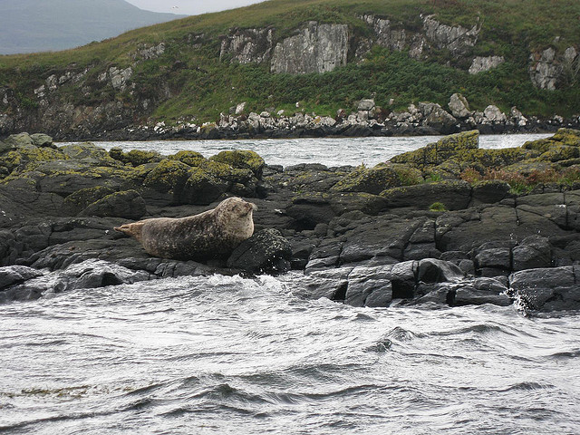 Seal