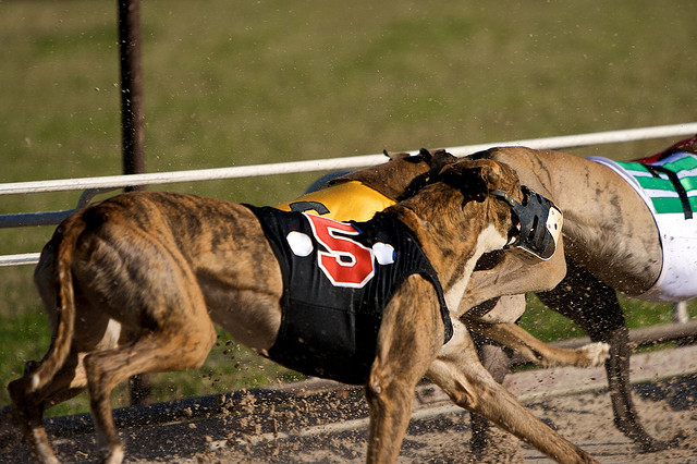 Greyhound Racing_peterborourgh