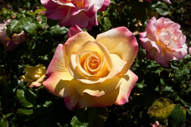 Rose Garden_San Jose