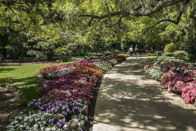 Leu Gardens_Orlando