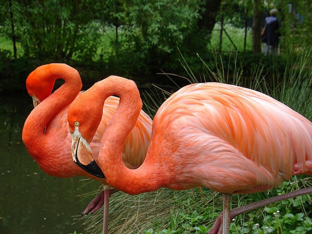 Flamingo Gardens_Fort Lauderdale