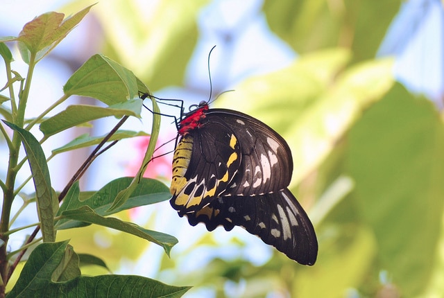 Butterfly World_Fort Lauderdale