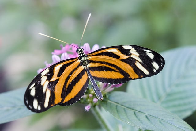 Cockrell Butterfly Centre_Houston