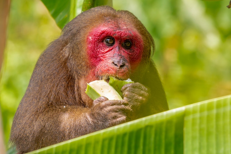 Animal eating leaf